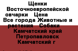 Щенки Восточноевропейской овчарки › Цена ­ 25 000 - Все города Животные и растения » Собаки   . Камчатский край,Петропавловск-Камчатский г.